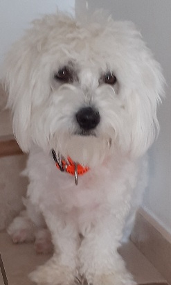 Avatar de Pestou