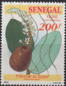 Timbre: Pommier du Cayor