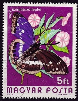 Timbre: Apatura iris