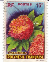 Timbre: Fleur de l'arbre ashoka (Saraca indica)