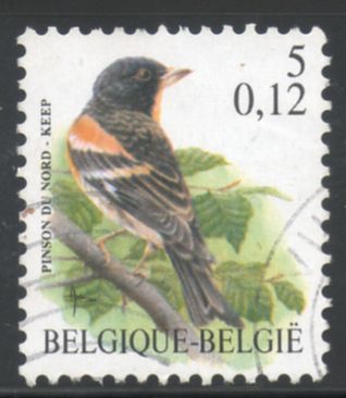 Timbre: Fringilla montifringilla