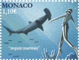 Timbre: Requin Marteau