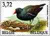 Timbre: Poule d'eau