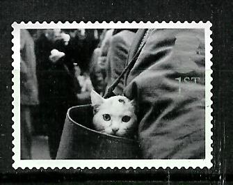 Timbre:   Chat dans un sac 