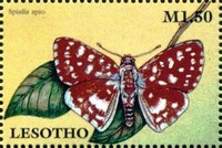 Timbre: Spialia spio