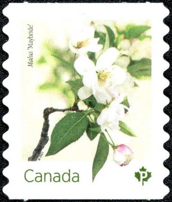 Timbre: Fleurs du pommetier
