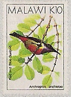 Timbre: Anthreptes anchietae
